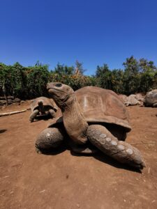 le-jardin-des-tortues-tortue-geante-des-seychelles-male200kg